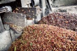 Johan & Nyström Sumatra Gayo Coffee Beans -Coffee Sale Shop johan nystrom sumatra gayo mountain 180